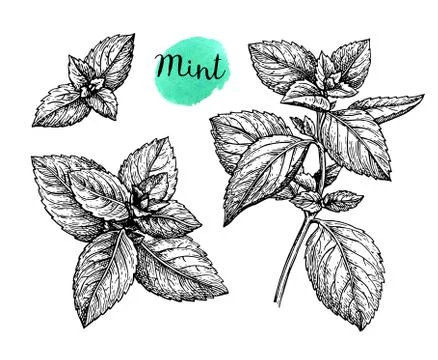 Ink sketch of mint. Stock-Illustration