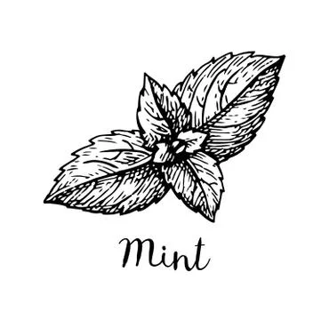 Ink sketch of mint. Stock-Illustration