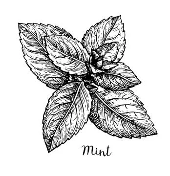 Ink sketch of mint. Stock Illustration
