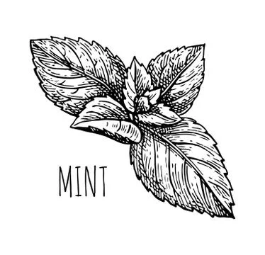 Ink sketch of mint. Stock-Illustration
