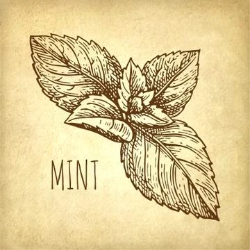 Ink sketch of mint Stock Illustration