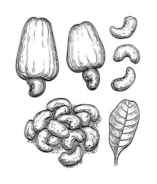 Ink sketch of nuts. Stock Illustration