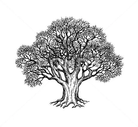 Ink sketch of oak tree. Stock Illustrationen