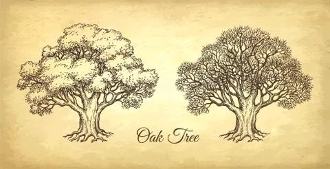 Ink sketch of oak tree. Stock Illustration