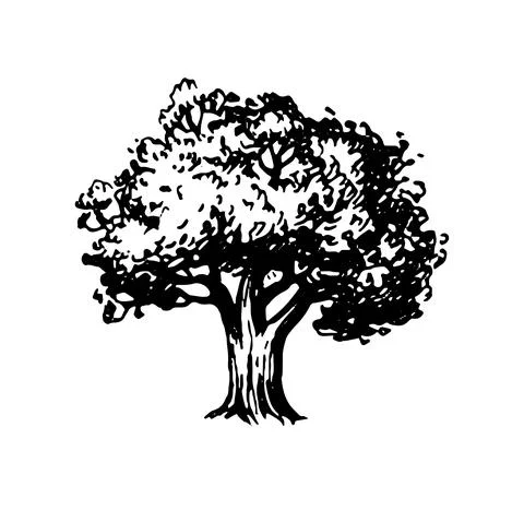 Ink sketch of oak tree. Stock Illustration