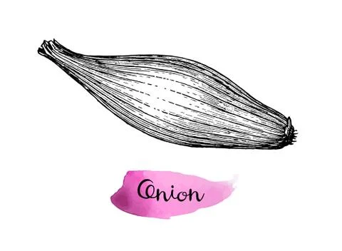 Ink sketch of onion. Stock-Illustration
