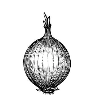 Ink sketch of onion. Stock Illustration
