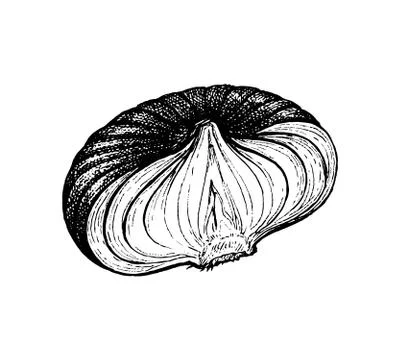 Ink sketch of onion. Stock Illustration
