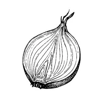 Ink sketch of onion. Illustrazione stock
