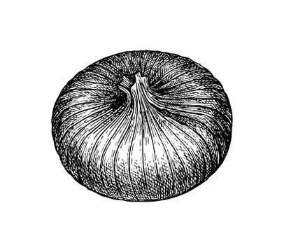 Ink sketch of onion. Stock Illustration