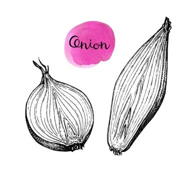 Ink sketch of onion. Illustrazione stock