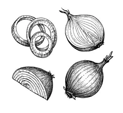 Ink sketch of onion. Stock Illustration