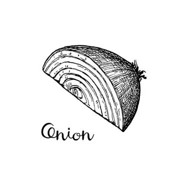 Ink sketch of onion. Stock Illustration