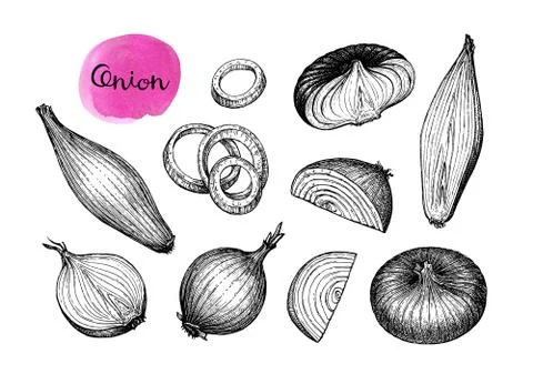 Ink sketch of onion. Stock Illustration