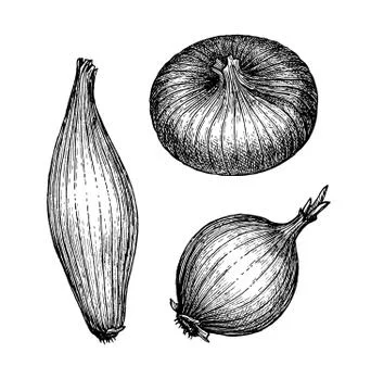 Ink sketch of onion. Stock Illustration