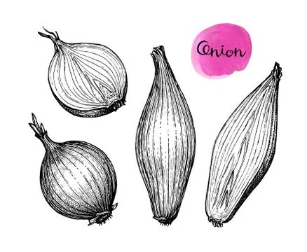 Ink sketch of onion. Stock-Illustration