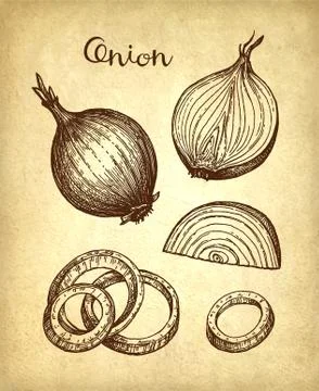Ink sketch of onion. Stock Illustration