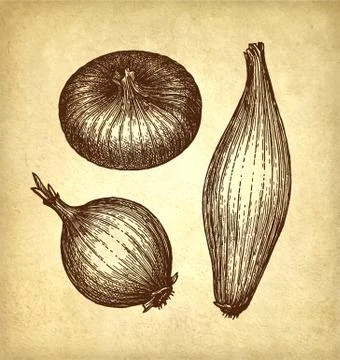 Ink sketch of onion. Illustrazione stock