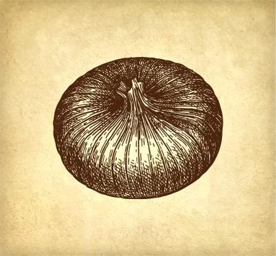 Ink sketch of onion. Stock Illustration