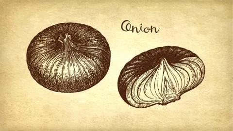 Ink sketch of onion. Stock-Illustration