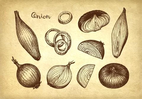 Ink sketch of onion. Stock Illustration