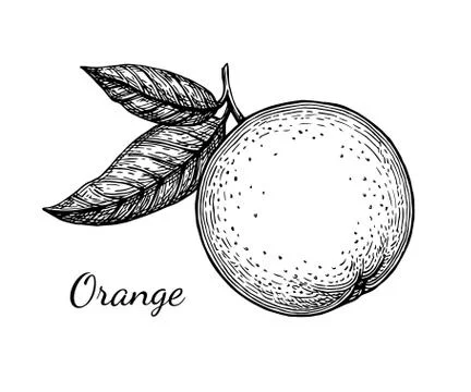 Ink sketch of orange Stock Illustration