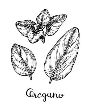 Ink sketch of oregano. Stock Illustration