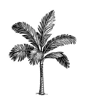 Ink sketch of palm tree. Stock Illustration
