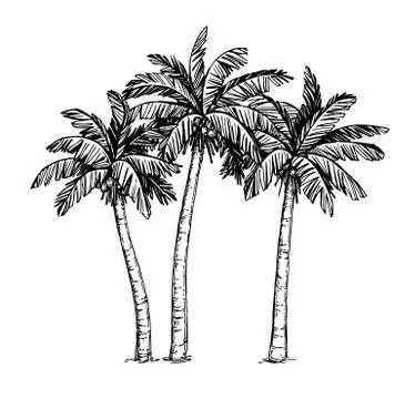 Ink sketch of palm trees Stock Illustration