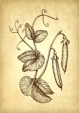Ink sketch of pea. Stock Illustration