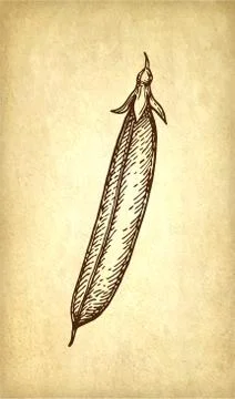 Ink sketch of pea. Illustrazione stock
