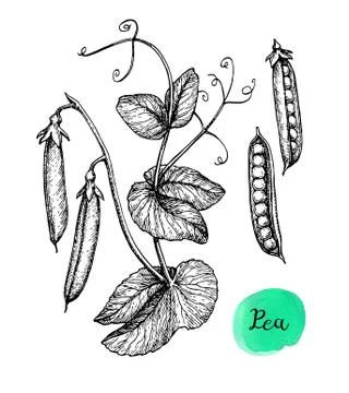Ink sketch of pea. Stock Illustration