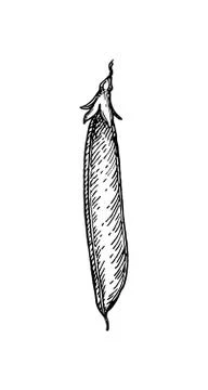 Ink sketch of pea. Stock-Illustration