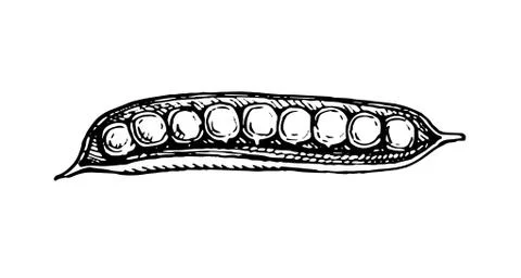 Ink sketch of pea. Stock Illustration