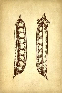 Ink sketch of pea. Stock Illustration