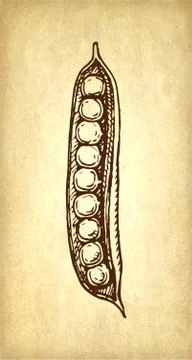 Ink sketch of pea. Stock Illustration