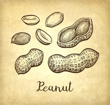 Ink sketch of peanuts Illustrazione stock