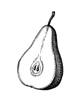 Ink sketch of pear. Stock Illustration