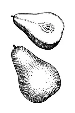 Ink sketch of pear. Stock Illustration
