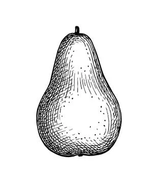 Ink sketch of pear. Illustrazione stock