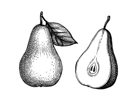Ink sketch of pear. Stock Illustration