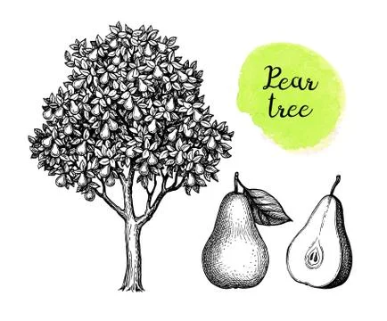 Ink sketch of pear. Illustrazione stock