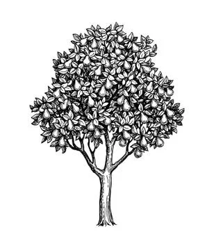 Ink sketch of pear tree. Stock-Illustration