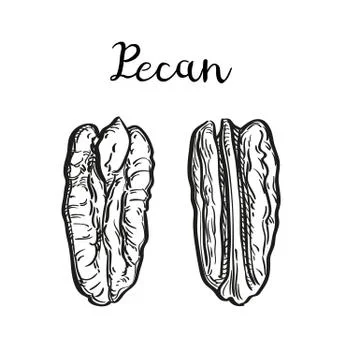 Ink sketch of pecan Stock Illustration