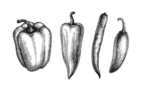 Ink sketch of peppers Stock Illustration