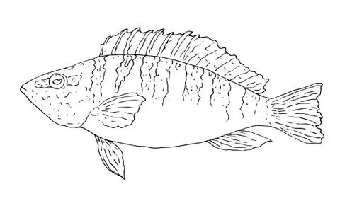 Ink sketch of the perch Serranus scriba hand-drawn black outline on a white Stock Illustration