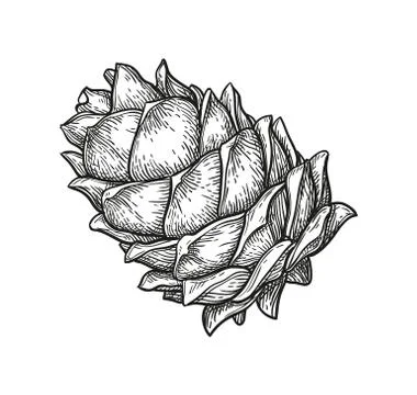 Ink sketch of pine cone. Stock-Illustration