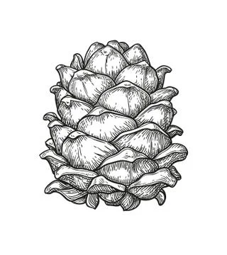 Ink sketch of pine cone. Stock-Illustration
