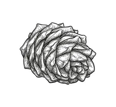 Ink sketch of pine cone. Stock Illustration