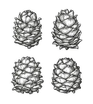 Ink sketch of pine cones. Stock Illustration